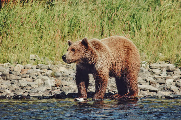 oso pardo cerca del río en el parque nacional katmai, alaska, estados unidos - brown bear alaska katmai national park animal fotografías e imágenes de stock