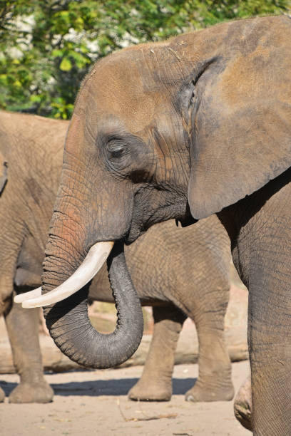 Wild elephant captured in Kruger Wildlife Reserve, South Africa.