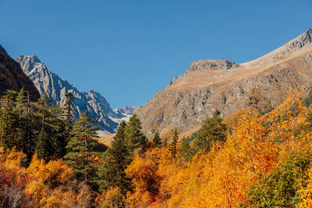 istock Rocky mountains and autumnal forest. High mountain landscape 1281109013