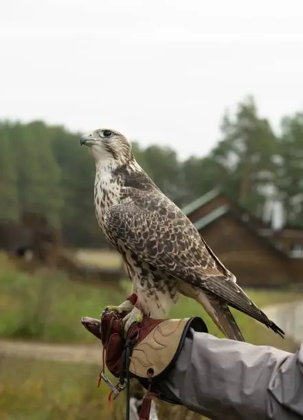 Photo of falcon trained to falconry sits on a special glove