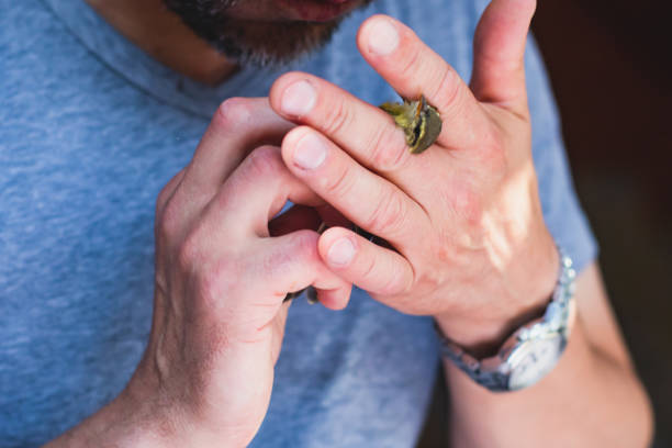 istock Process of bird banding, small bird ringing at Ornithological station, Curonian Spit, Kaliningrad Oblast, Russia. Ornithologist holding a small bird in hands, marking with small ring 1281110774