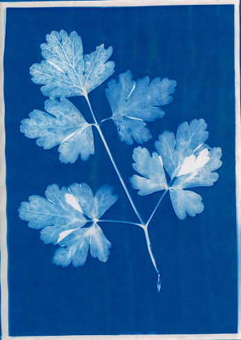 Cyanotype print of flat-leaf parsley leaves.