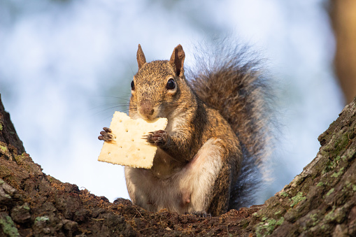 Photograph of a female squirrel sitting in a tree eating a cracker in Florida.