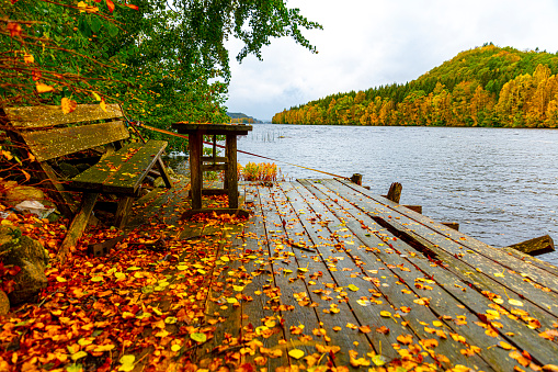 Colorful autumn trees in the forest, White Mountain National Forest, New Hampshire, USA