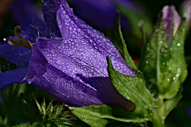 istock Dew drops showered the bell flower. 1281113171