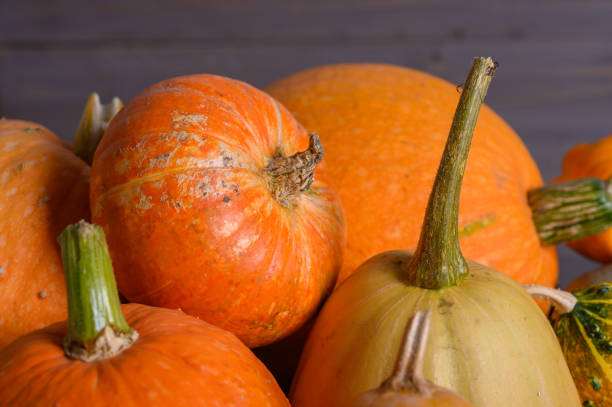 istock Autumn harvest colorful squashes and pumpkins in different varieties. 1281113206