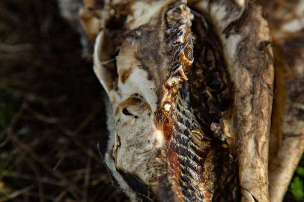 istock Detail of deteriorated dead sheep skull 1281114179