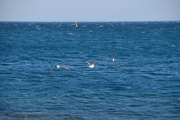 Sea gulls flying and hovering in above blue sea water, low angle view