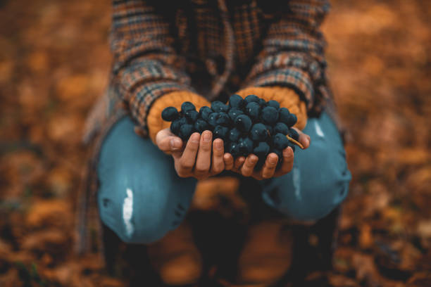istock Young girl holding fresh grapes 1281114802