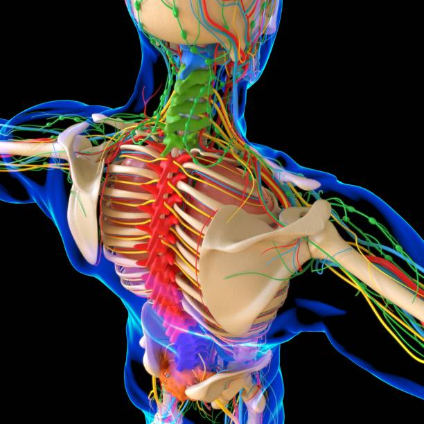 istock Human Anatomy For medical concept 3D Illustration 1281115652