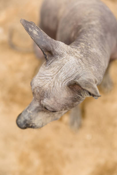 istock Peruvian hairless dog from Peru in park. Andes mountain. 1281115943