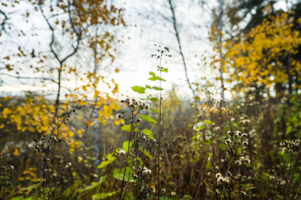 Faded old weeds on the autumn field. Selective focus. Shallow depth of field.