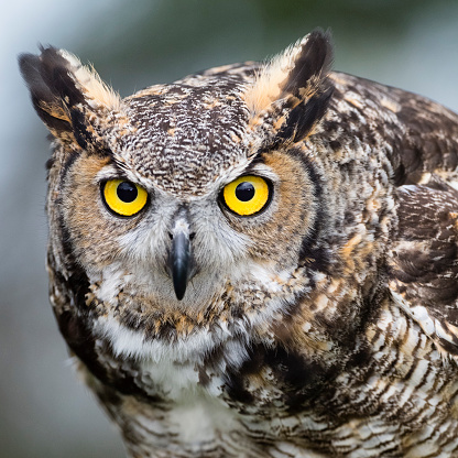 Great horned owl, bubo virginianus.