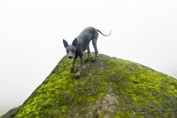 perro peruano sin pelo de perú en el parque. montaña de los andes. - perro peruano fotografías e imágenes de stock