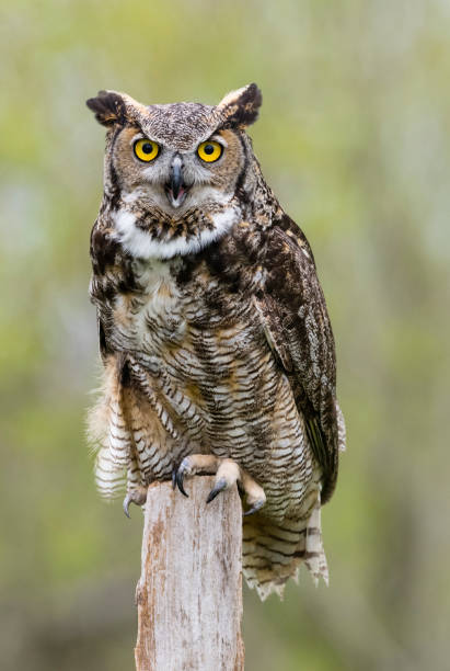 Great horned owl stock photo