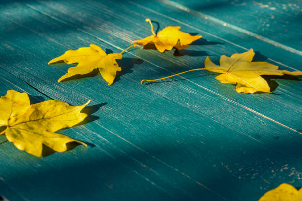 Autumn, yellow leaves on a wooden textured table