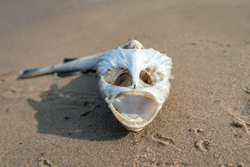 Creepy skull of a dead fish, probably a ling, on the beach of the german island Ruegen