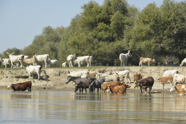 istock Large herds of cattle graze freely on the Danube islands 1281118651