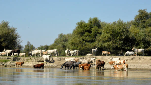 istock Large herds of cattle graze freely on the Danube islands 1281118668