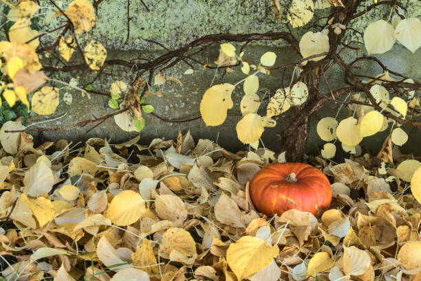 istock Beautiful autumnal small single orange pumpkin lying by the small tree in light yellow fallen leaves. Creative autumn harvest background. Falling leaves. Copy space. Fall vibes. Autumn patterns 1281120432