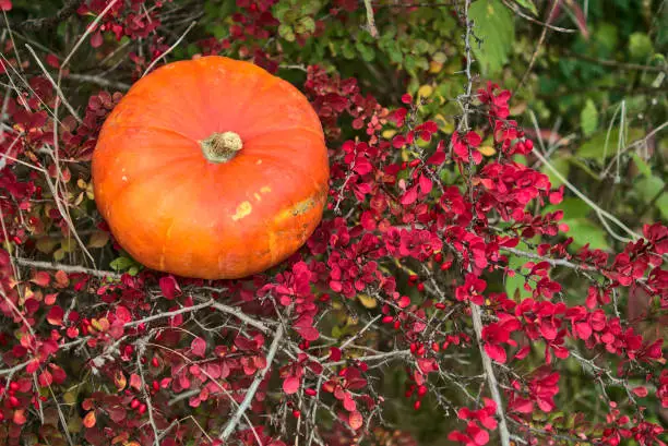 Photo of Beautiful autumnal single orange pumpkin lying on shrub of red autumn barberry berries. Autumnal background. Fall vibes. Copy space