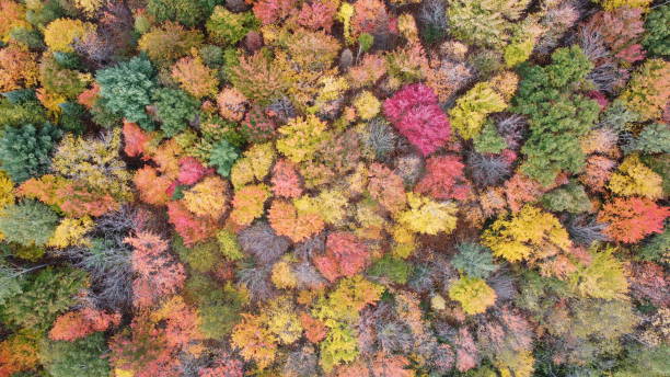 istock Top view aerial drone view autumn 1281121871