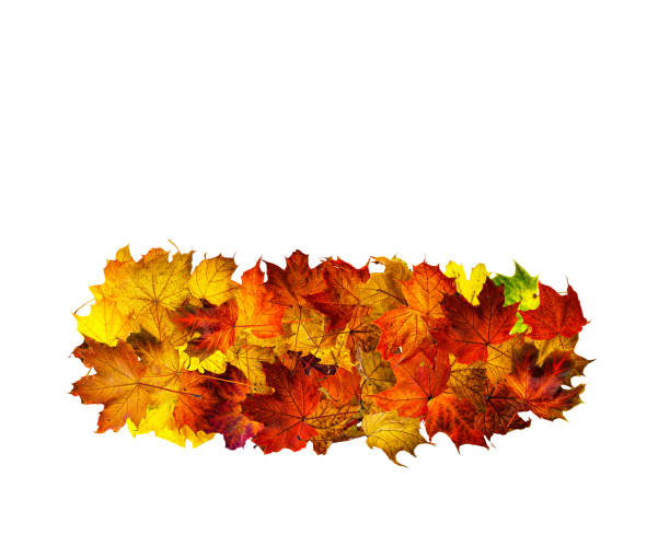 Collection of fall maple leaves set  isolated on white background