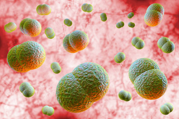 Microscope close up of meningitis bacteria, also known as meningococcus 3D Illustration
