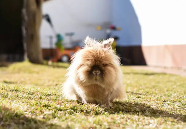 Photo of Rabbit Lion's Head or Lionhead Rabbit