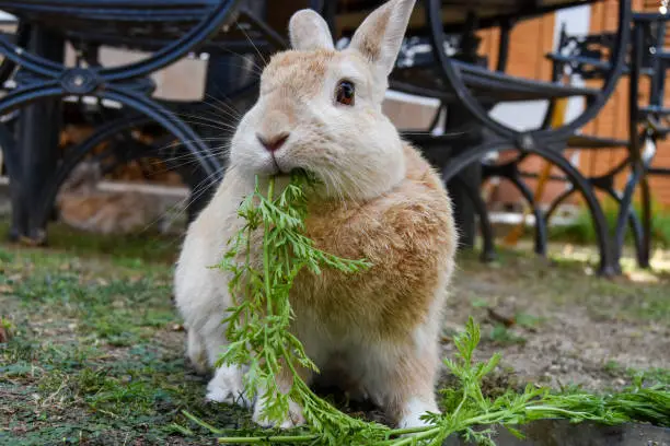 Photo of Rabbit eating carrot leaves