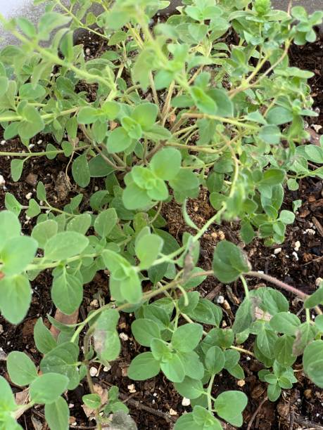 イタリアのオレガノ新鮮な土壌の背景 - oregano herb garden herb gardens ストックフォトと画像