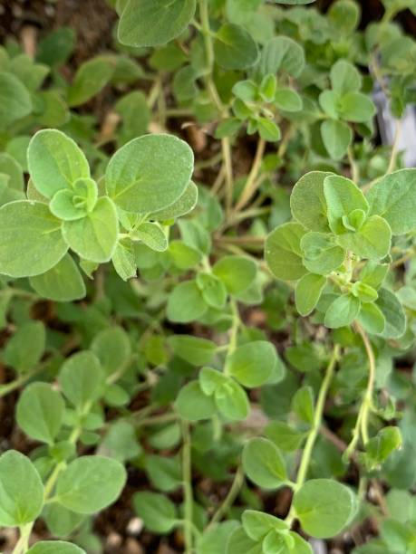 イタリアのオレガノクローズアップの背景 - oregano herb garden herb gardens ストックフォトと画像