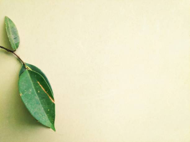 istock dirty and dusty leaf on the wall 1281125984