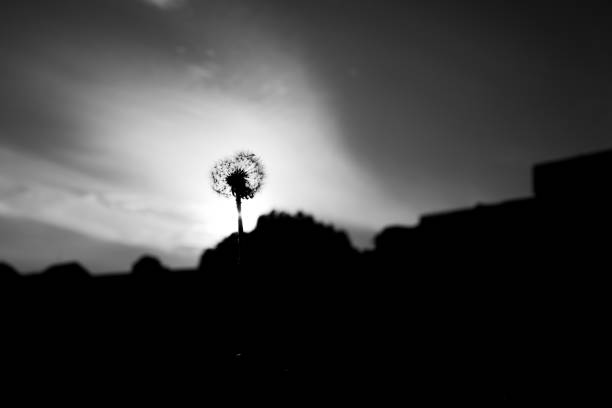 Withered dandelion in seed - black and white