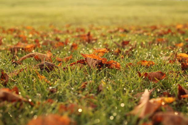 A picture of autumn coloured orange brown leaves on green wet grass