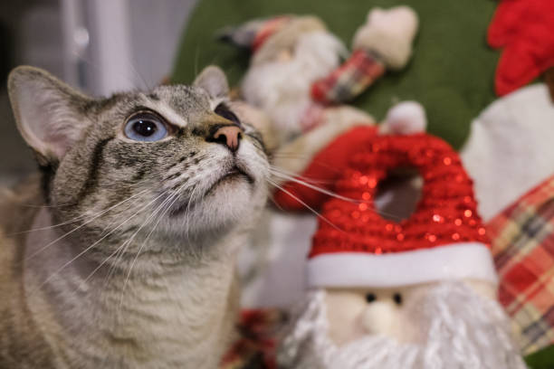 istock Blue eyes cat with Christimas ornaments 1281127686