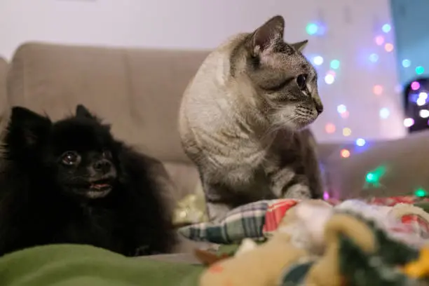 Black dog and taddy cat with christmas ornaments