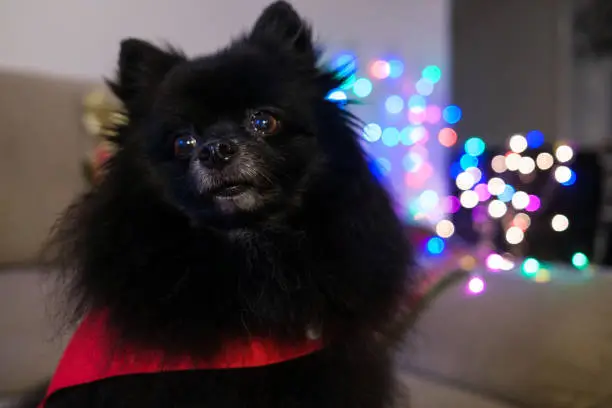 Black dog wearing santa claus clothes