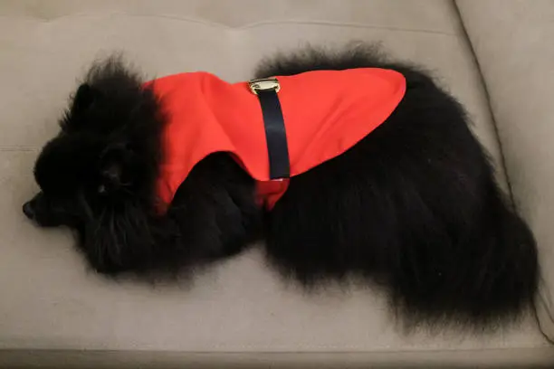 Black dog wearing santa claus clothes