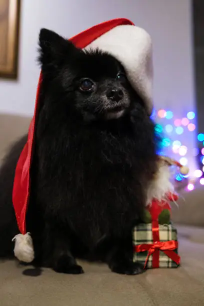 Black dog wearing santa hat