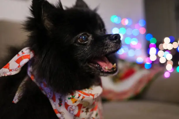 Black dog wearing christmas scarf