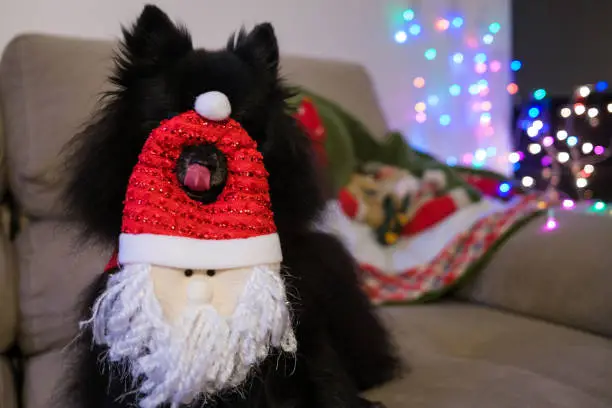 Black dog with christimas ornament