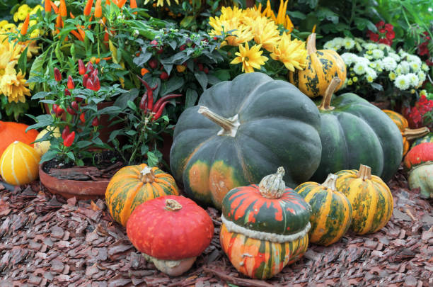 istock Autumn composition with different types of pumpkins, red peppers and flowers. 1281128580