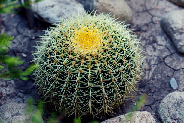 Echinocactus grusonii close-up shot from above in garden Selective focus Echinocactus grusonii close-up shot from above in garden Selective focus cactus plant needle pattern stock pictures, royalty-free photos & images