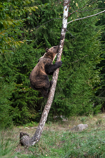 Eurasian Brown Bear cub (ursus arctos arctos) is climbing on a tree.  \n\nLocation: Hargita Mountains, Carpathians, Transylvania, Romania.