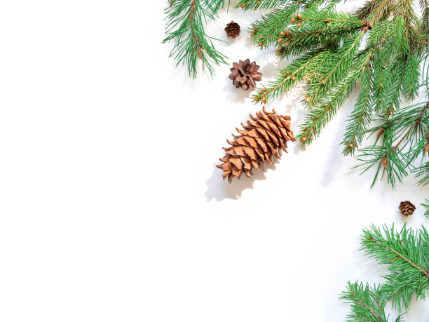 istock Christmas background. A large pine cone and branches are on a white background and are brightly lit by the sun. New Year, winter concept.  Flat lay. Top view. Copy space. 1281129941