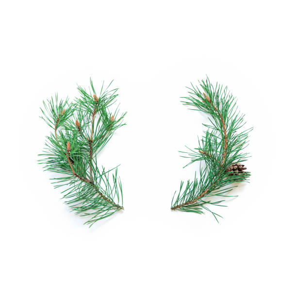 istock Minimalist Christmas layout. Natural pine branches with green needles are on a white background. New Year, winter concept. Flat lay. Top view. Copy space. 1281129996