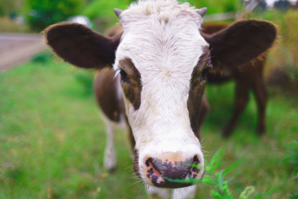 istock Symbol of 2021: a young curious bull with small horns 1281130250
