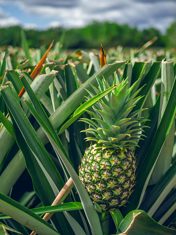 Closeup of a pineapple in a plantation