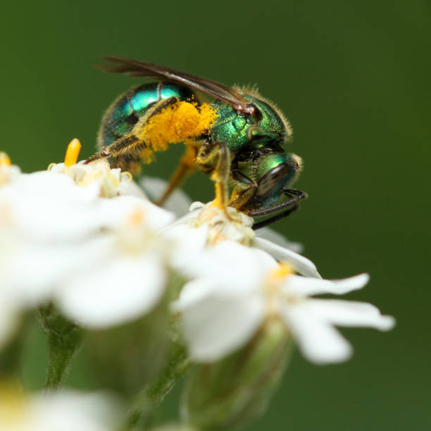 istock Augochlora Pura / Pure Green-Sweat bee 1281132798